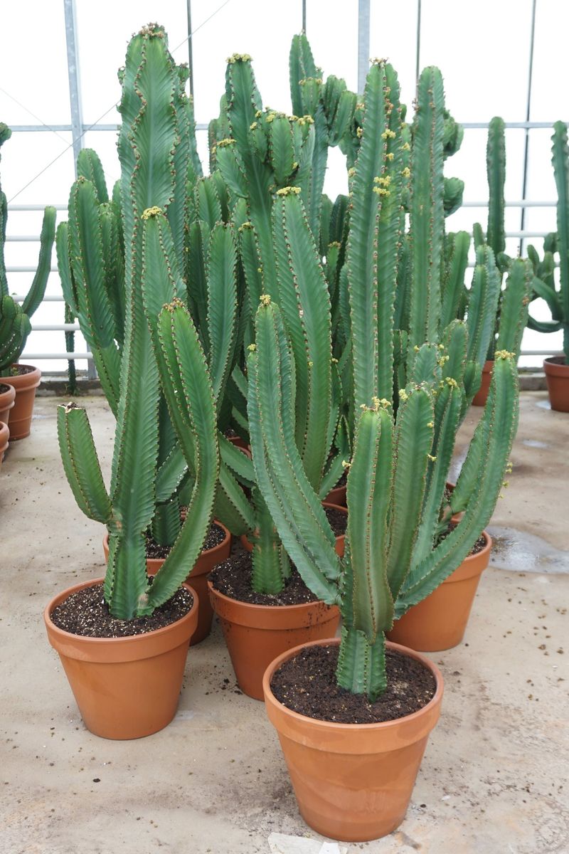 Euphorbia Ingens — Plant Wholesale Floraccess 9465