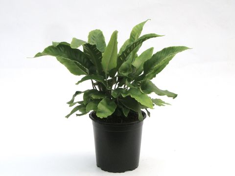 Asplenium scolopendrium