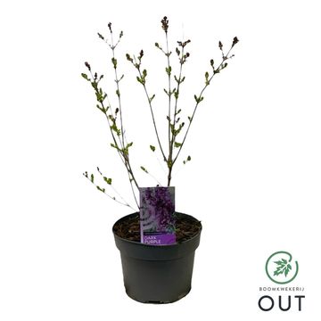 Syringa BLOOMERANG DARK PURPLE