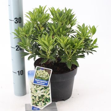 Pieris japonica 'Debutante'