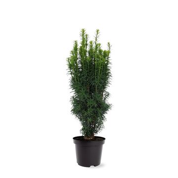 Taxus baccata 'Fastigiata'