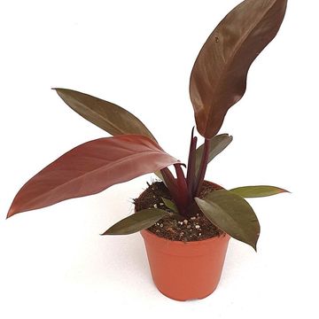 Philodendron BLACK CARDINAL