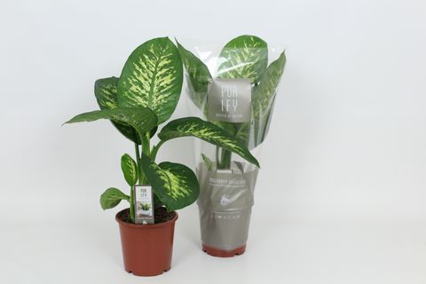 Dieffenbachia seguine 'Tropic Snow'