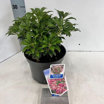 Pieris japonica 'Passion'