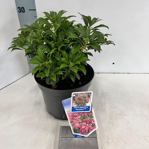 Pieris japonica 'Passion'