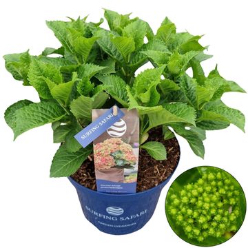 Hydrangea macrophylla SURFING SAFARI SUNSET