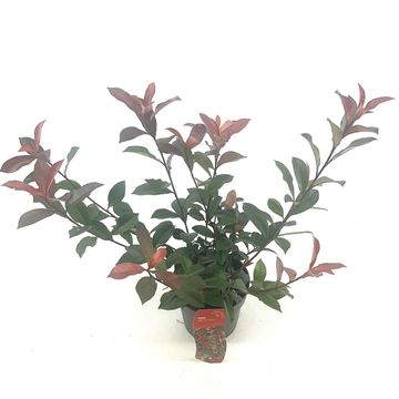 Фотиния x fraseri CARRÉ ROUGE