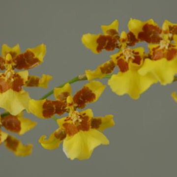 Oncidium sphacelatum