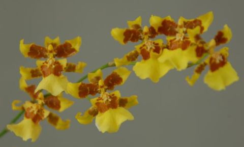 Oncidium sphacelatum