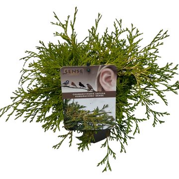 Chamaecyparis obtusa 'Kamarachiba'