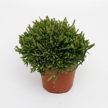 Rhipsalis ewaldiana
