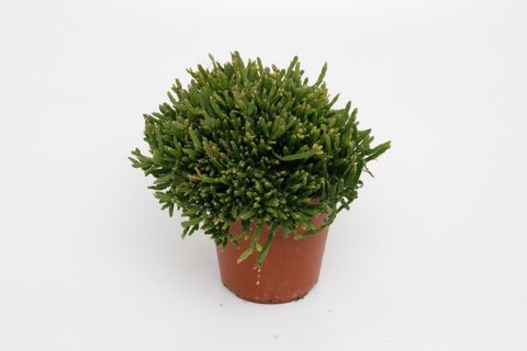 Rhipsalis ewaldiana