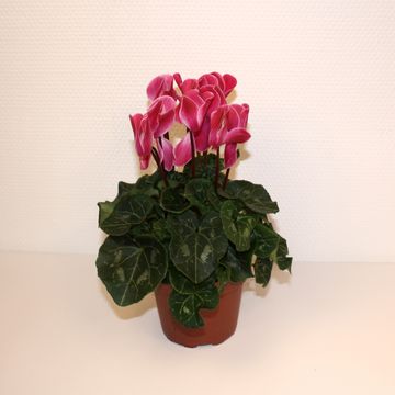 Cyclamen persicum SUPER SERIE S ALLURE WINE RED FLAMED