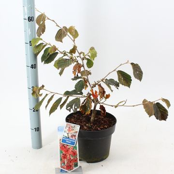 Hamamelis x intermedia 'Diane'