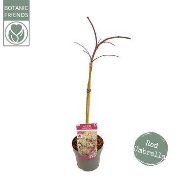 Acer palmatum CASCADE CRIMSON