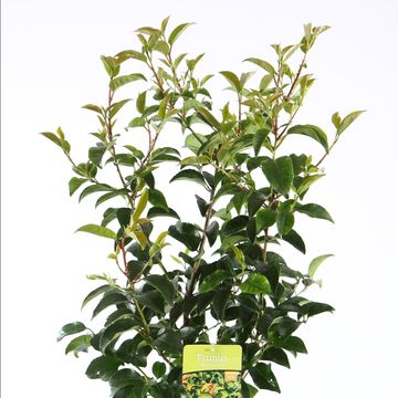 Prunus lusitanica azorica TICO