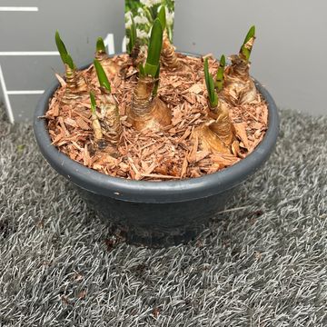 Leucojum aestivum 'Gravetye Giant'