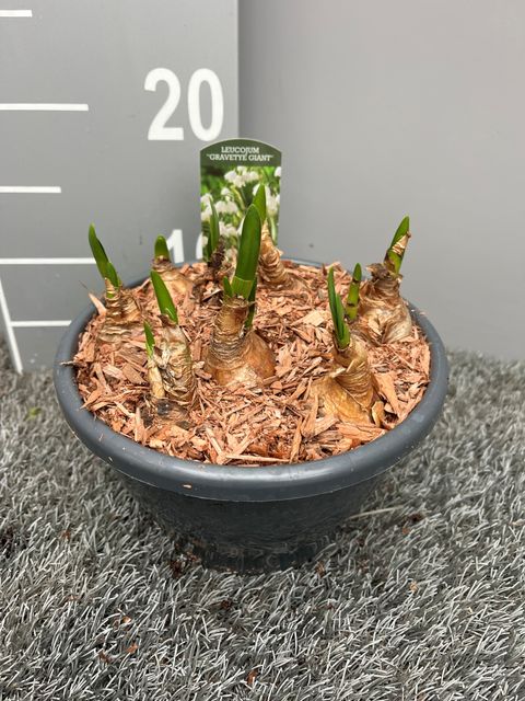 Leucojum aestivum 'Gravetye Giant'