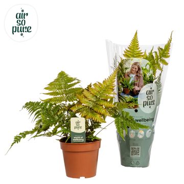 Dryopteris erythrosora