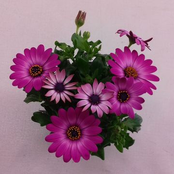 Osteospermum MARGARITA DARK PINK