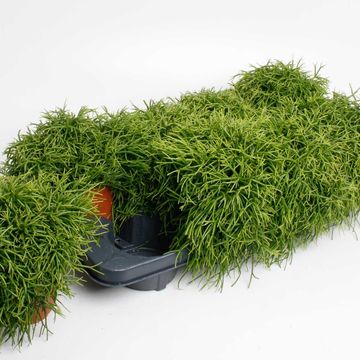 Rhipsalis baccifera 'Oasis'