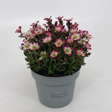 Saxifraga MARTO PICOTEE RED