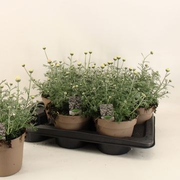 Rhodanthemum 'Casablanca'