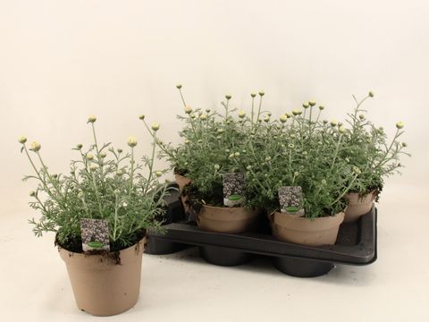 Rhodanthemum 'Casablanca'