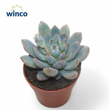 Echeveria 'Yummie'