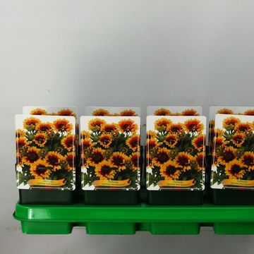 Gaillardia aristata SPINTOP RED STARBURST