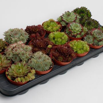 Sempervivum MIX