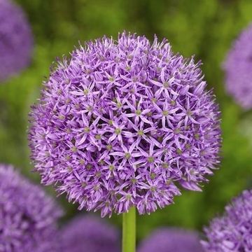 Allium 'Gladiator'