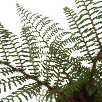 Cyathea tomentosissima 'Highland Lace'