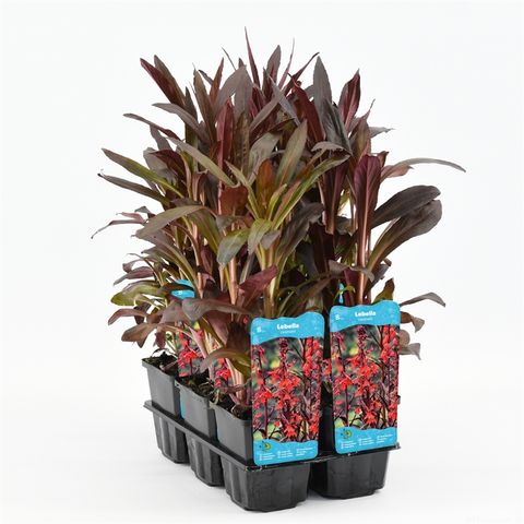 Lobelia cardinalis — Plant Wholesale FlorAccess