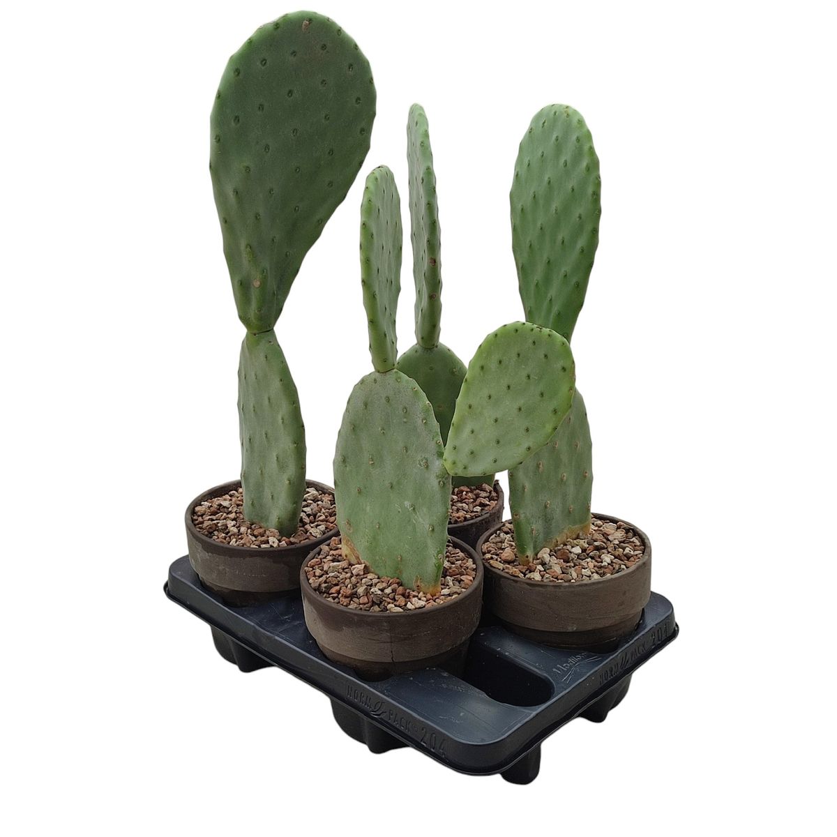 Opuntia ficus-indica — Рослини оптом FlorAccess