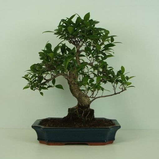 Ficus retusa (Trendy Bonsai BV)