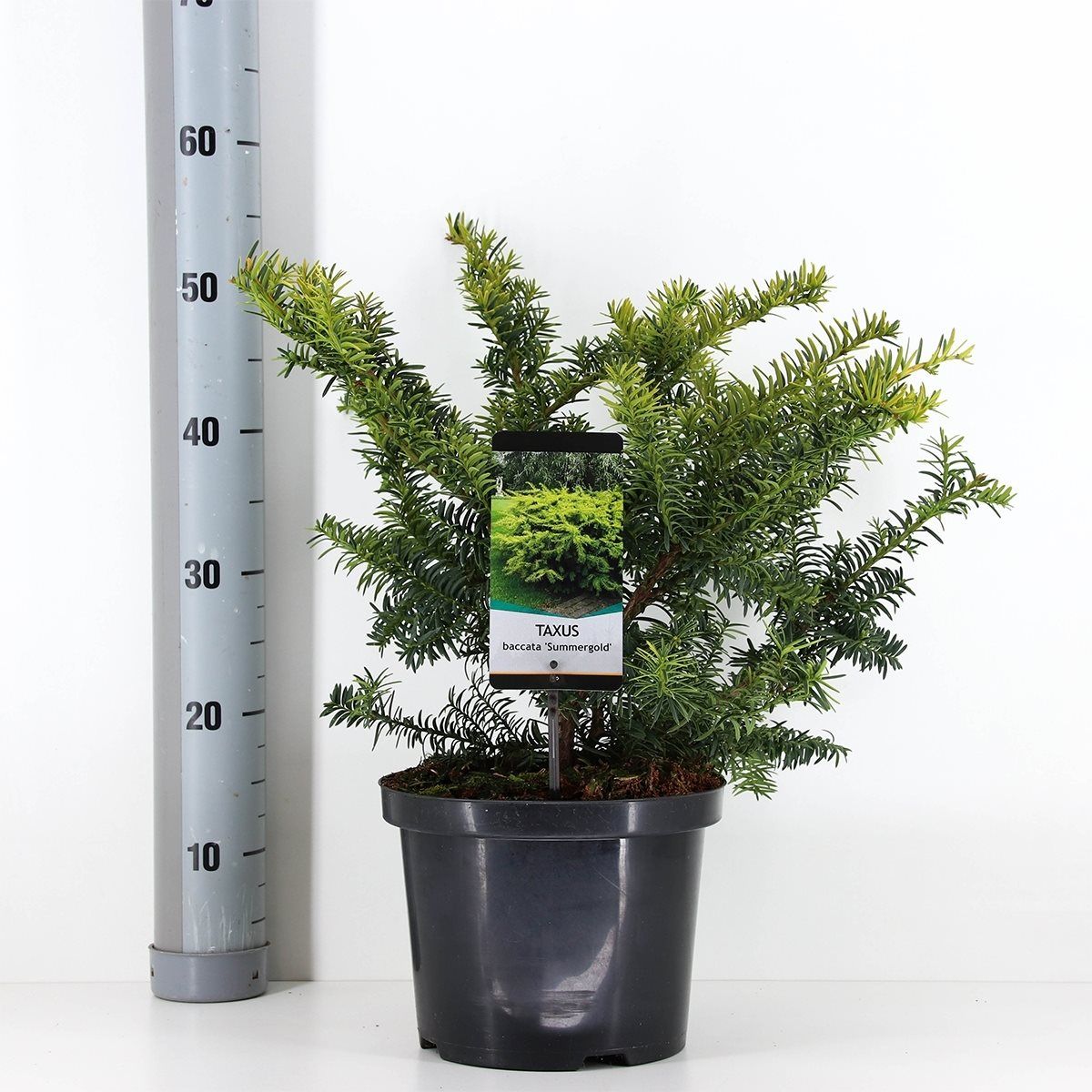 Taxus baccata 'Summergold' — Plant Wholesale FlorAccess