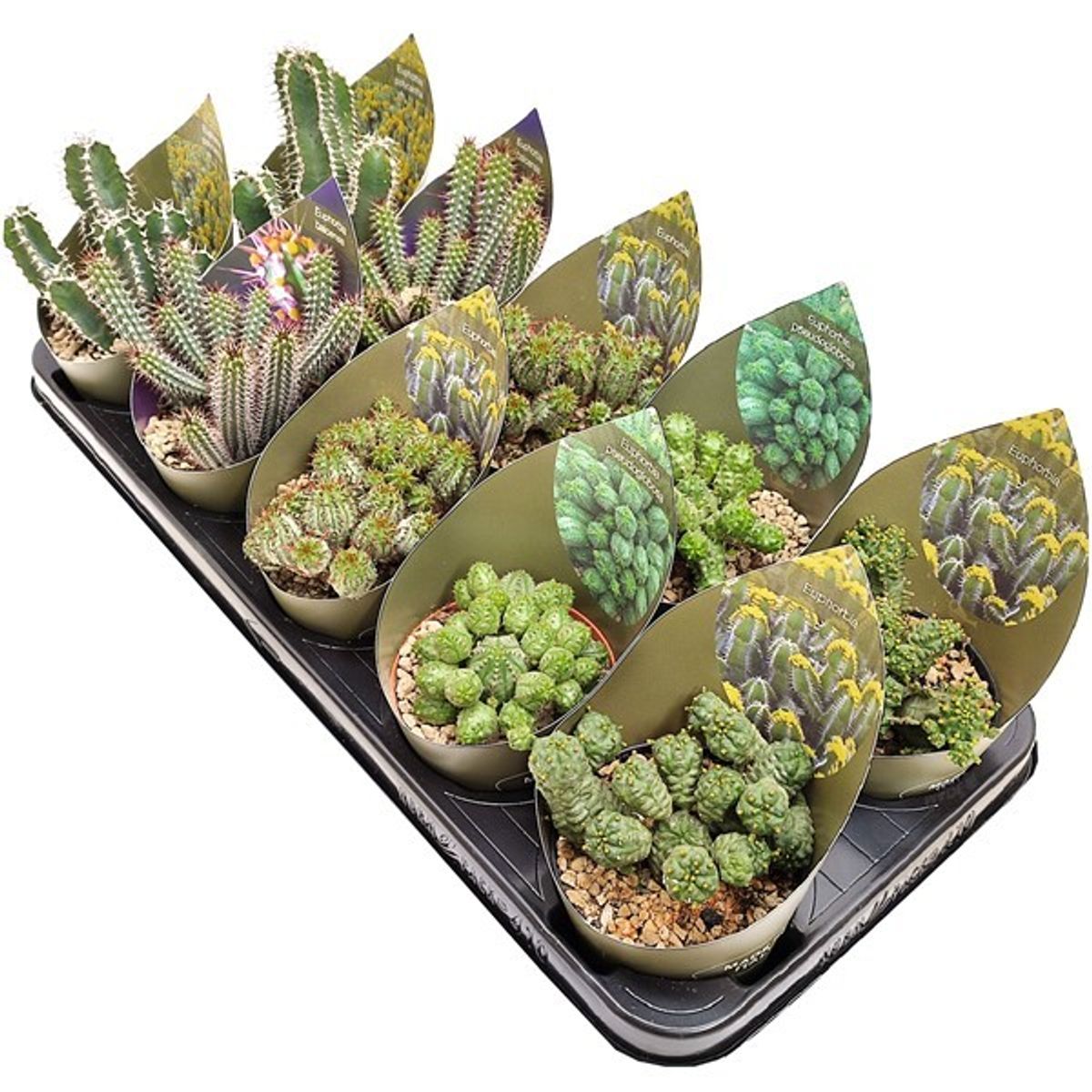 Euphorbia MIX — Plant Wholesale FlorAccess