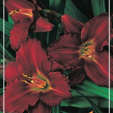 Hemerocallis 'Pardon Me'