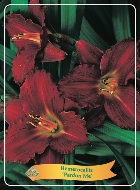 Hemerocallis 'Pardon Me'