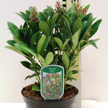 Skimmia japonica 'Rubella'