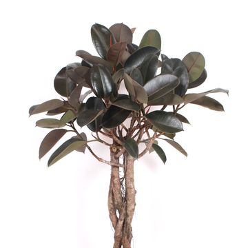 Ficus elastica 'Burgundy'