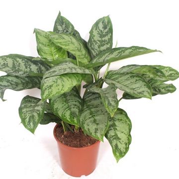 Aglaonema 'Chantal'