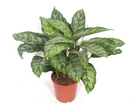 Aglaonema 'Chantal'