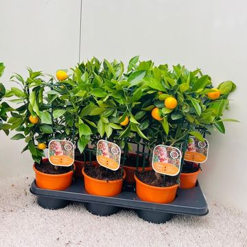 x Citrofortunella microcarpa