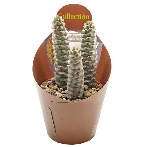 Tephrocactus articulatus inermis