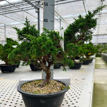 Juniperus chinensis 'Itoigawa'