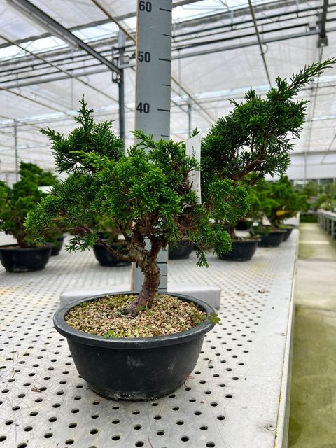 Джуниперус chinensis 'Itoigawa'