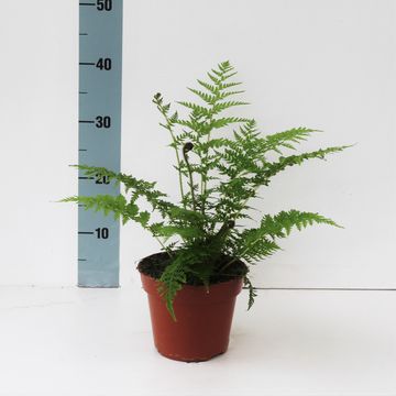 Cyathea cooperi