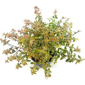 Abelia x grandiflora 'Radiance'
